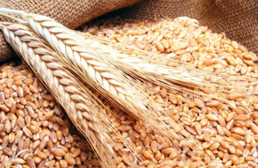 مصر تسرع خطواتها نحو زراعة صنف القمح سخا 96 لتعزيز الأمن الغذائي والتوسع الزراعي