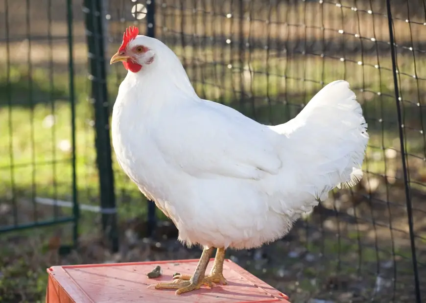 تعرّف على أسعار الدواجن والبيض في الأسواق اليوم الاثنين 12 أكتوبر 2026
