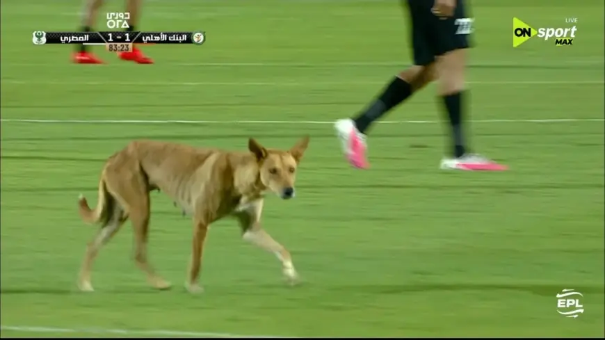كلب مشاغب يقتحم ملعب مباراة المصري والبنك الأهلي في الدوري المصري