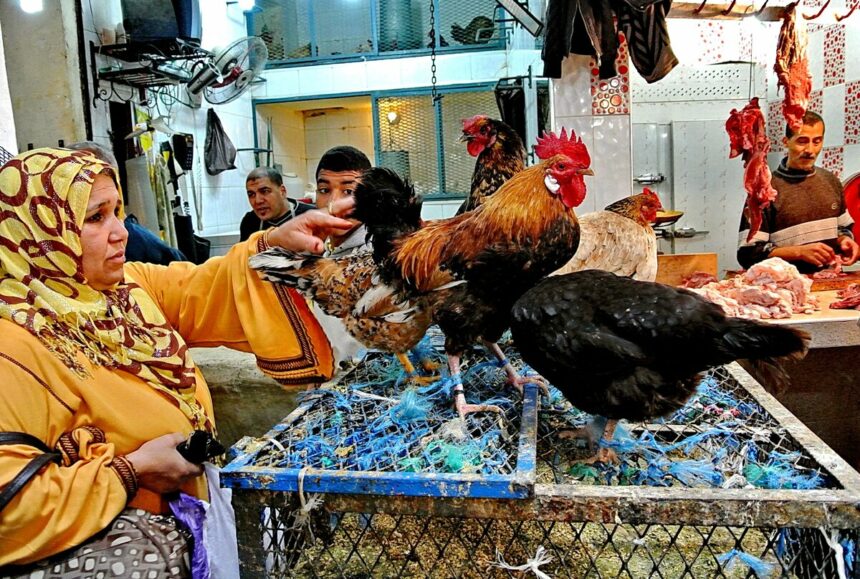 أسعار الدجاج البلدي في السوق التجاري اليوم الجمعة.