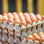 أسعار البيض في السوق اليوم الأحد 19 فبراير 2023