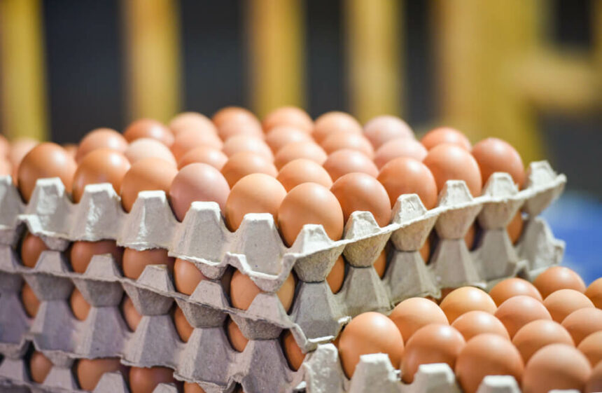 أسعار البيض في السوق اليوم الأحد 19 فبراير 2023