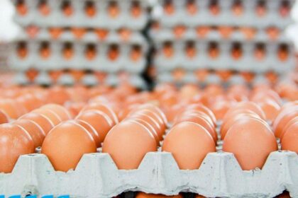أسعار البيض في السوق اليوم الجمعة 17 فبراير 2023