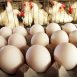 أسعار بيض المزارع والأسواق اليوم الخميس 23 فبراير 2023