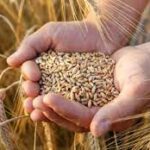 الري: وقف عمليات الصرف التي تغطيها الأراضي المزروعة بمحاصيل القمح