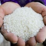 النائب: مصر مكتفية ذاتيا في الأرز