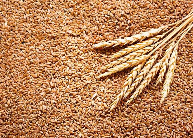 بتمويل من البنك الدولي ، توقع هيئة السلع التموينية عقدًا لشراء 240 ألف طن من القمح الروسي