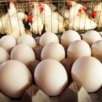 قطاع الدواجن: انخفاض حاد في أسعار البيض في السوق .. انخفاض الكرتون 20 جنيهاً استرلينياً