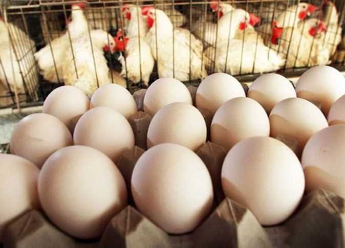 قطاع الدواجن: انخفاض حاد في أسعار البيض في السوق .. انخفاض الكرتون 20 جنيهاً استرلينياً