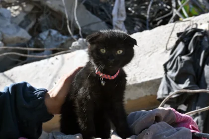 قطط تحمل 7 أرواح .. إنقاذ "أمل" بعد 178 ساعة تحت أنقاض الزلزال في تركيا