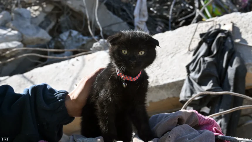قطط تحمل 7 أرواح .. إنقاذ "أمل" بعد 178 ساعة تحت أنقاض الزلزال في تركيا
