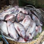 أسعار الأسماك اليوم في سوق العبور.. البلطي بـ 52 جنيهًا