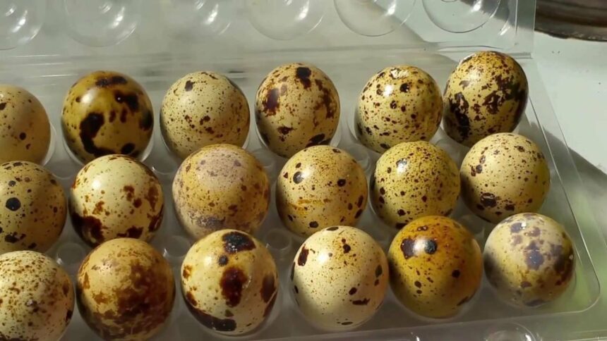 أسعار كرتونة بيض السمان في الأسواق ومنافذ الزراعة.. البيضة بـ جنيه