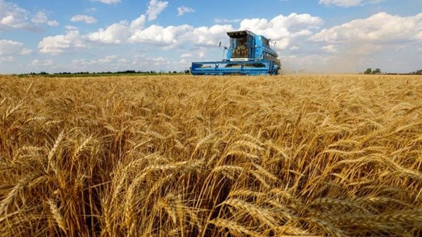 ارتفاع أسعار القمح عالمياً بنسبة 1.5% للبوشل