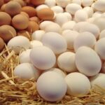 سعر البيض اليوم الثلاثاء 28 مارس 2023 في المزرعة والأسواق 