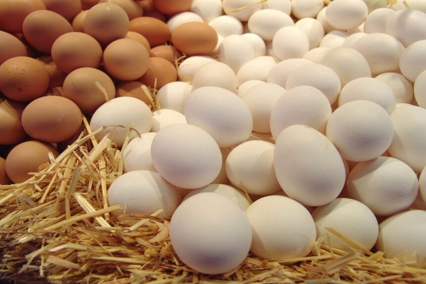 سعر البيض اليوم الثلاثاء 28 مارس 2023 في المزرعة والأسواق 