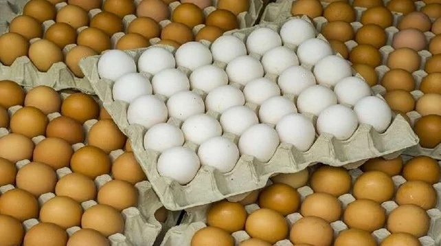 قطاع الدواجن: تنخفض أسعار البيض 30 جنيهًا إسترلينيًا اليوم في سوق الإثنين