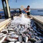 أسعار الأسماك اليوم الاثنين 10 أبريل 2023 في سوق العبور