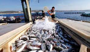أسعار الأسماك اليوم الاثنين 10 أبريل 2023 في سوق العبور