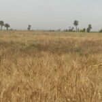 الزراعة تتابع حقول تقاوى المحاصيل الاستراتيجية على مستوى الجمهورية