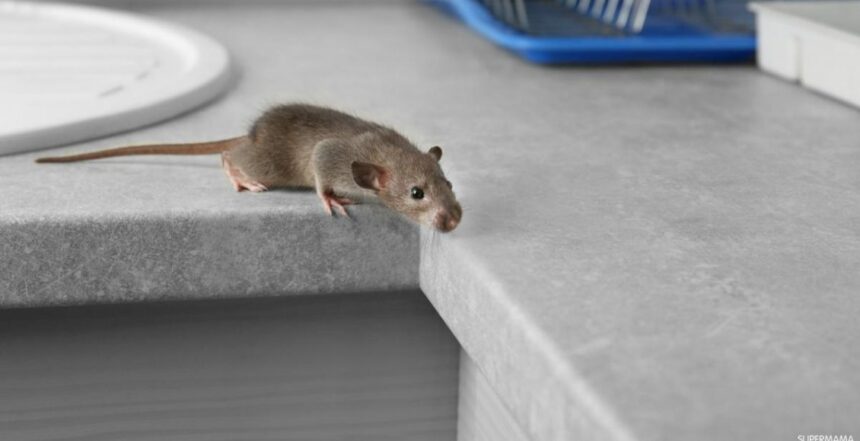 أسباب وجود الفئران في البيت
