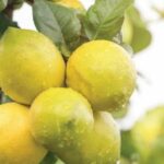 كيفية زراعة غصن الليمون مأخوذ من شجرة