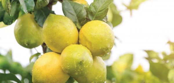 كيفية زراعة غصن الليمون مأخوذ من شجرة