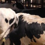 مشروع تربية أبقار في السودان