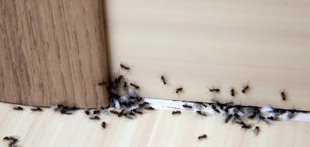 أفضل طرق القضاء على النمل في البيت مجربة وأكيدة