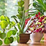 أنواع النباتات العطرية داخل المنزل