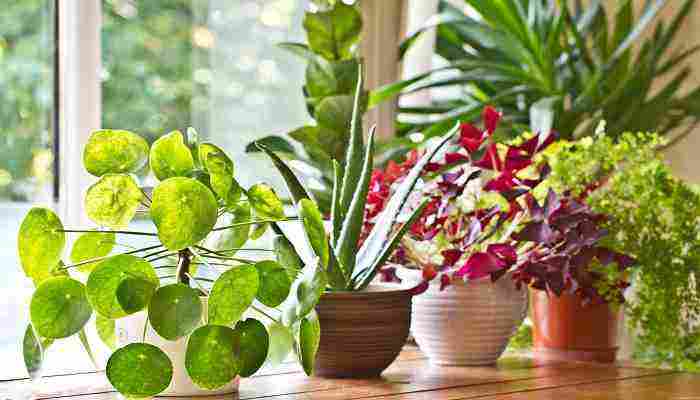 أنواع النباتات العطرية داخل المنزل